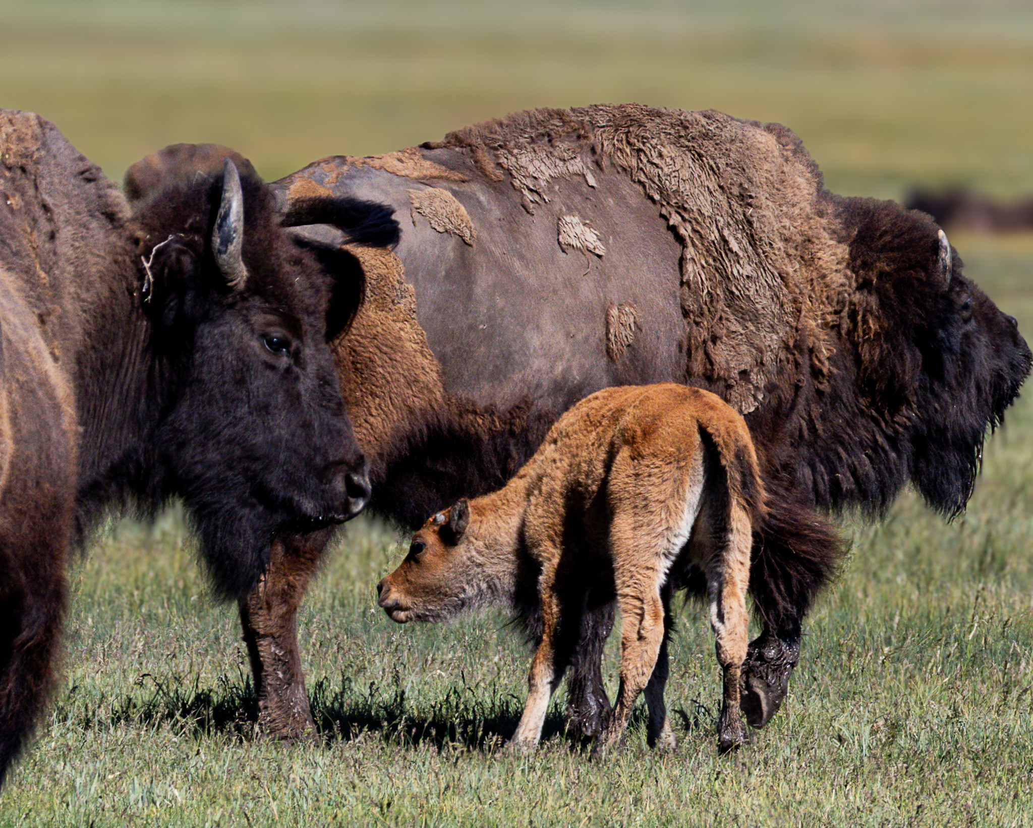 Bison cow and calf grazing in Yellowstone