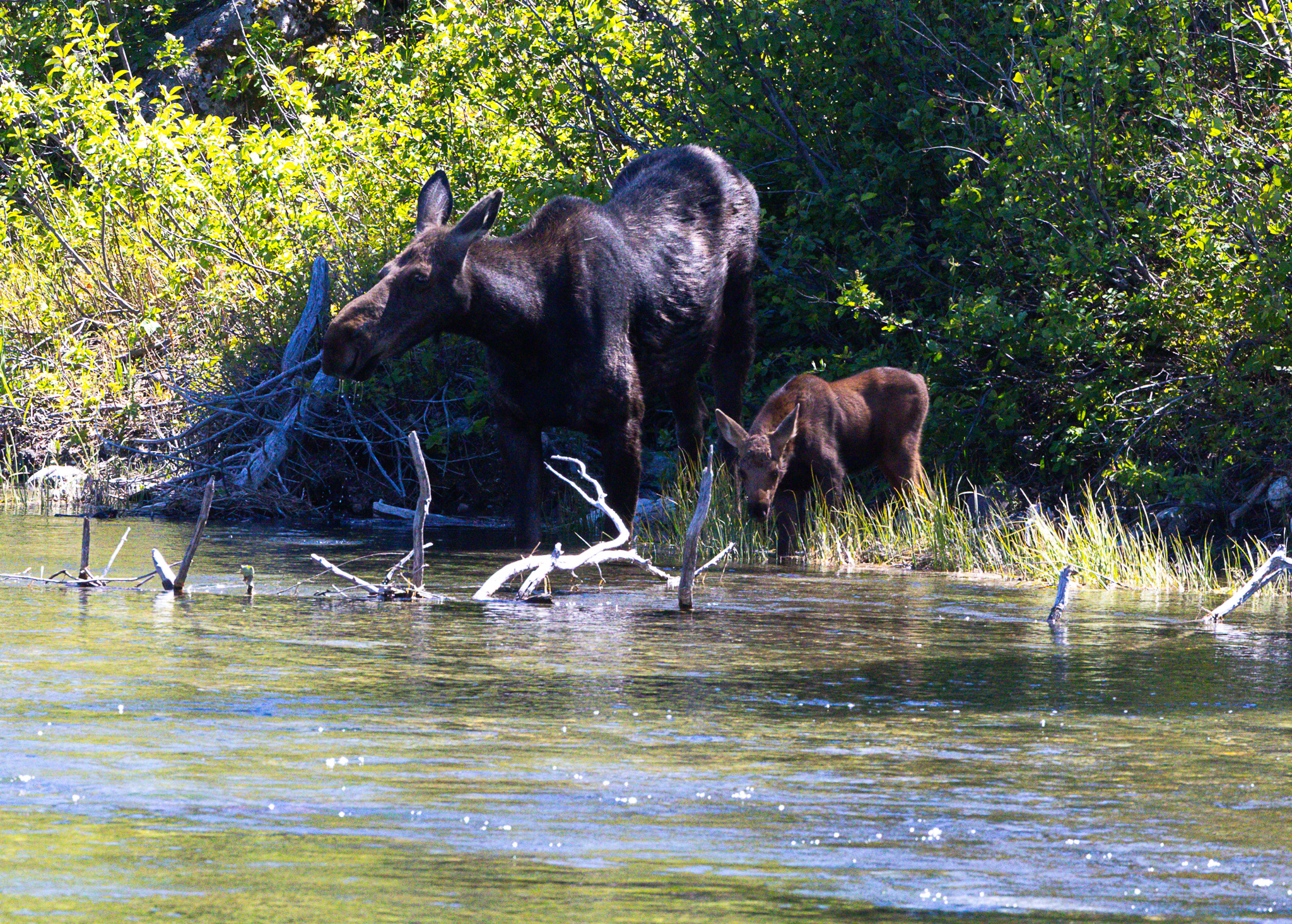 Moose and calf spotted near Jenny Lake