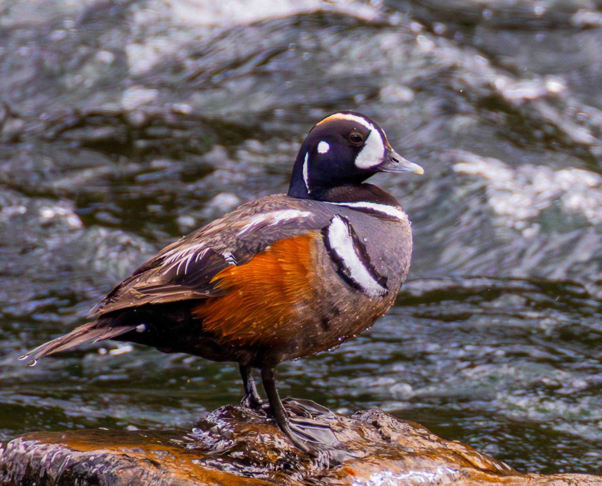 Harlequin duck on the river