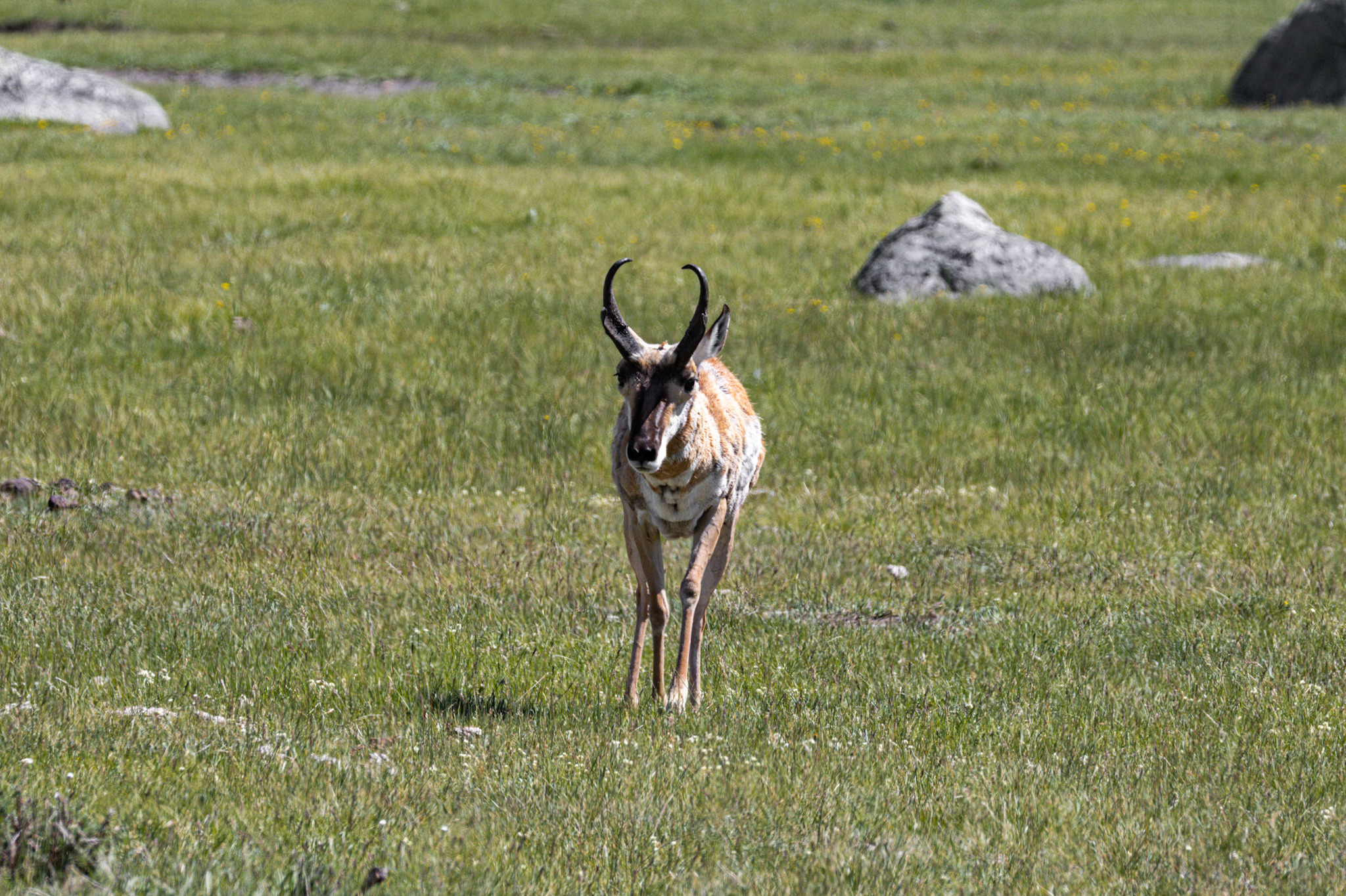 Pronghorn in open sagebrush
