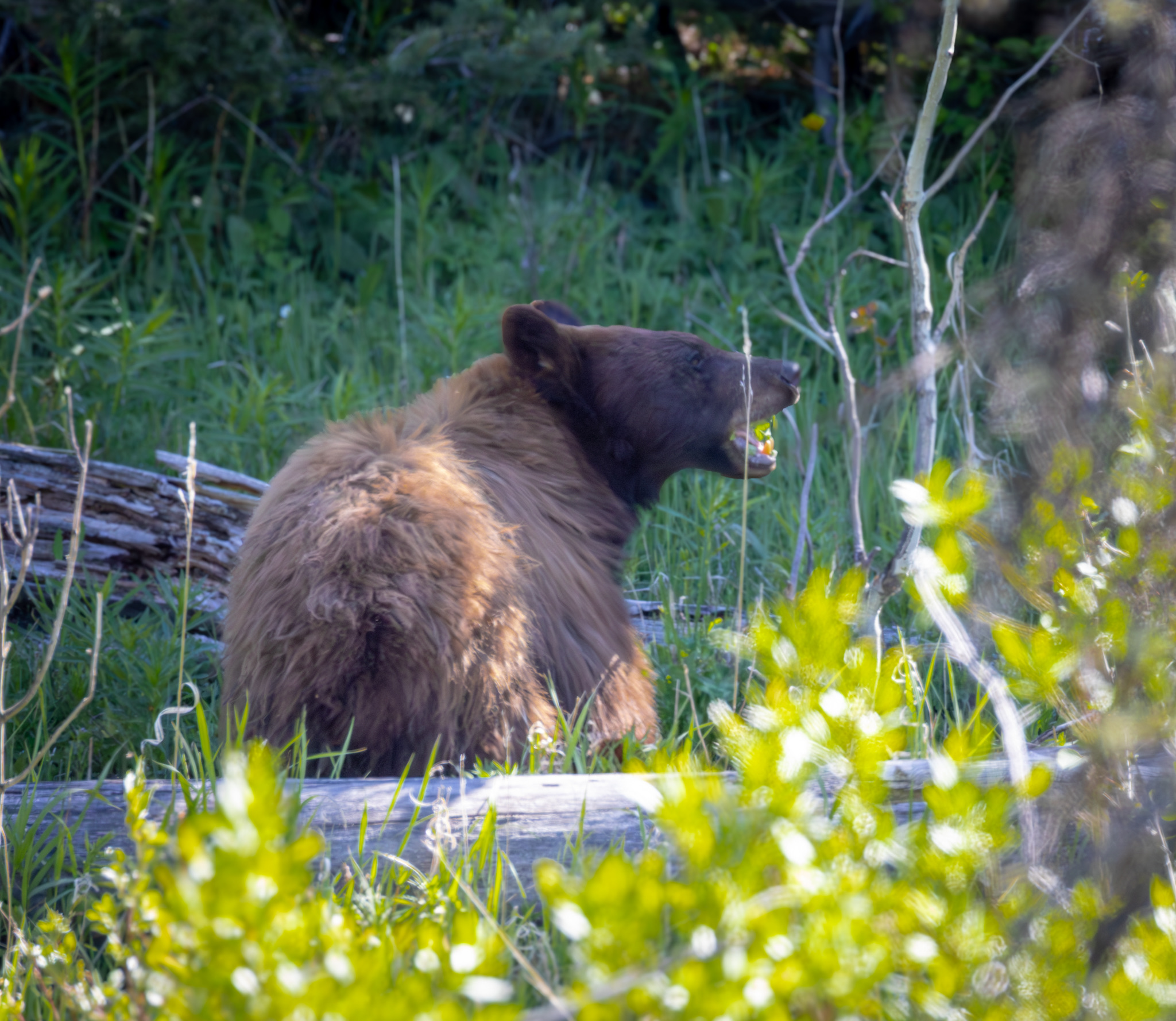 Bear spotted in Yellowstone