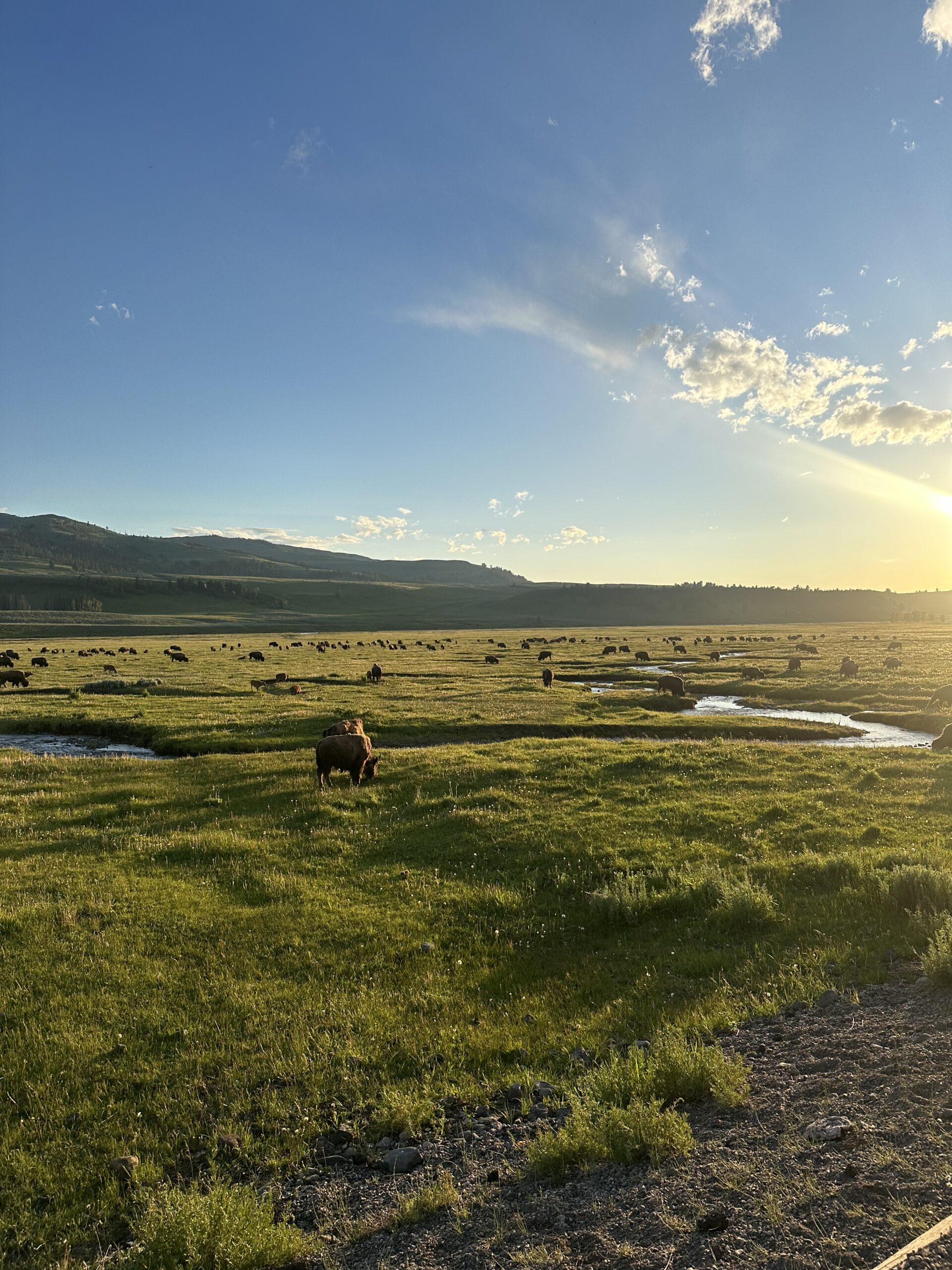 Lamar Valley landscape