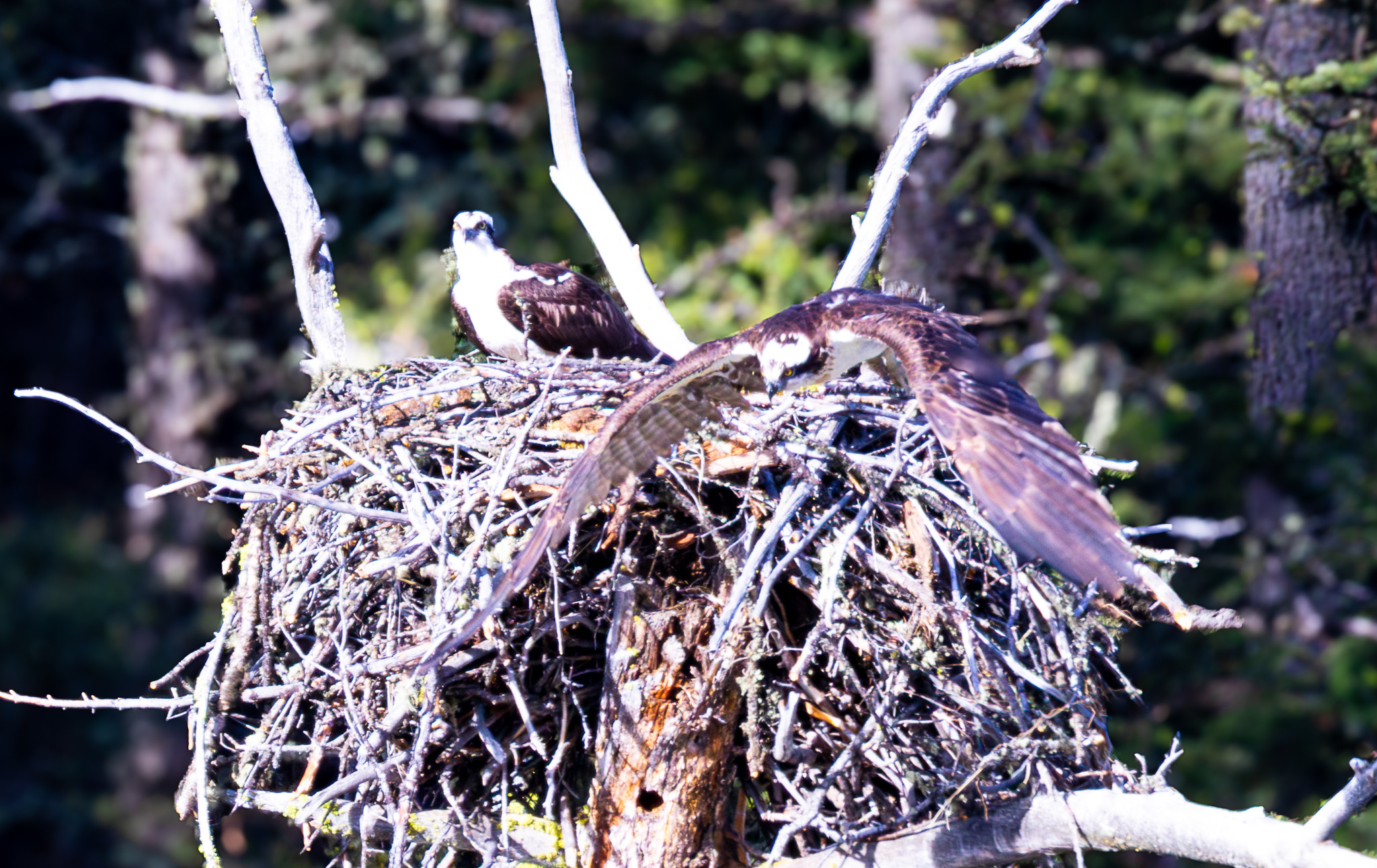 Osprey perched near the river