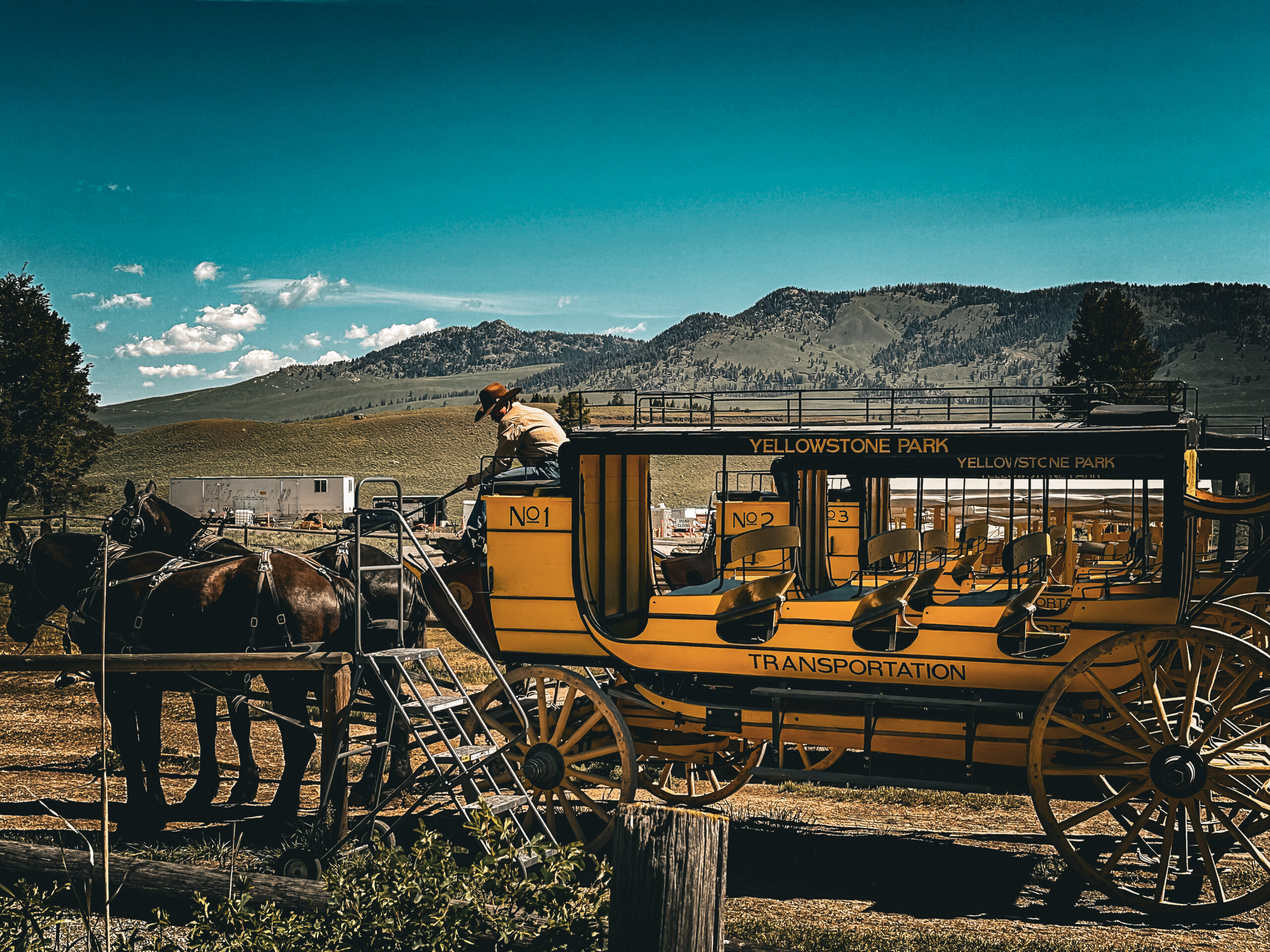 Activity in the Roosevelt Area of Yellowstone