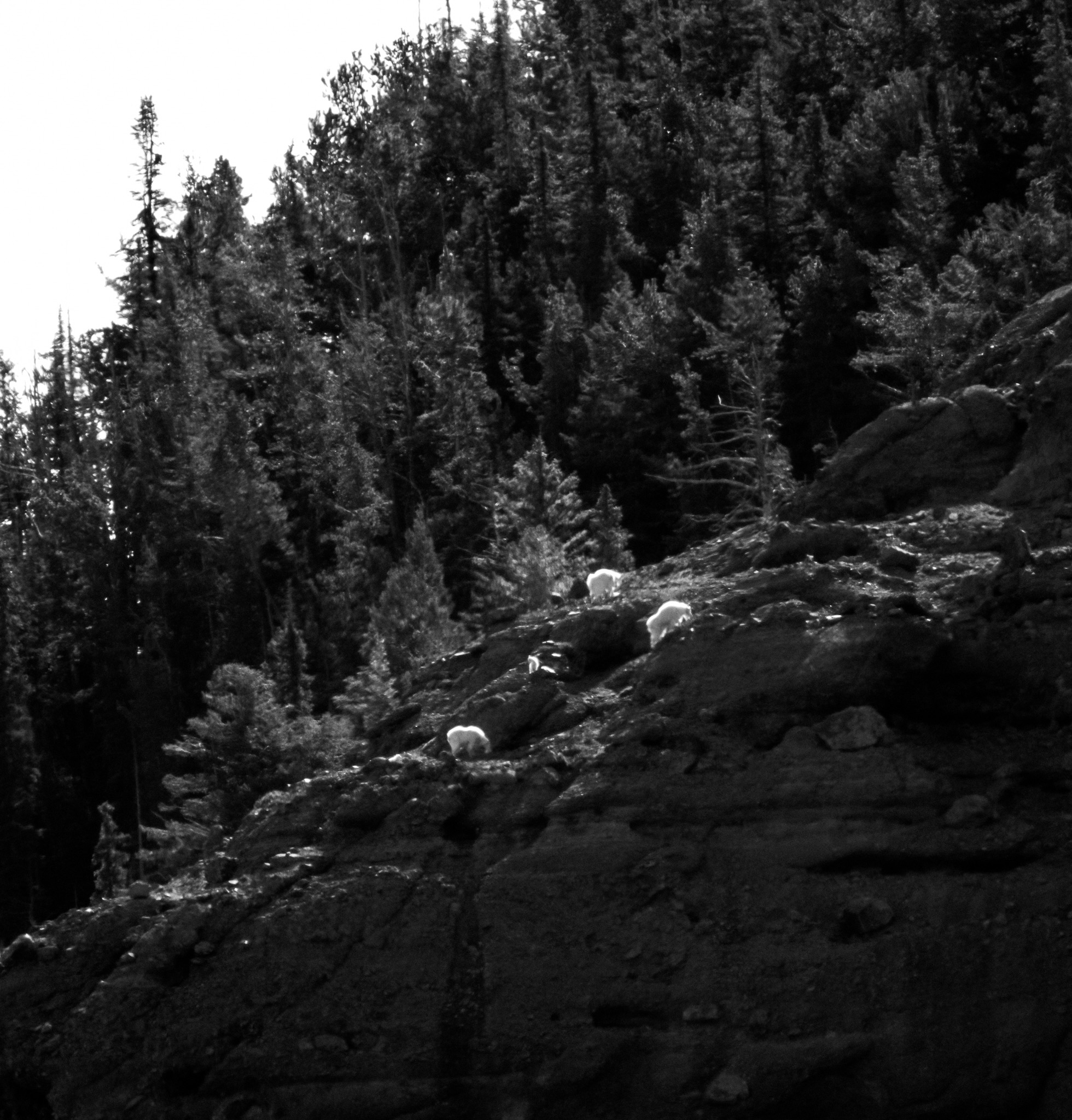 Mountain goats on rocky terrain