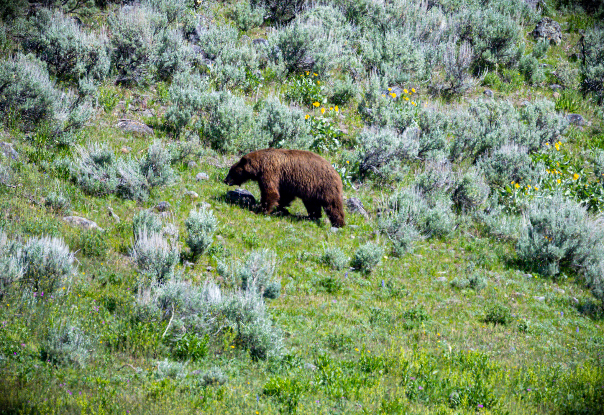 Bear in the wild in Yellowstone