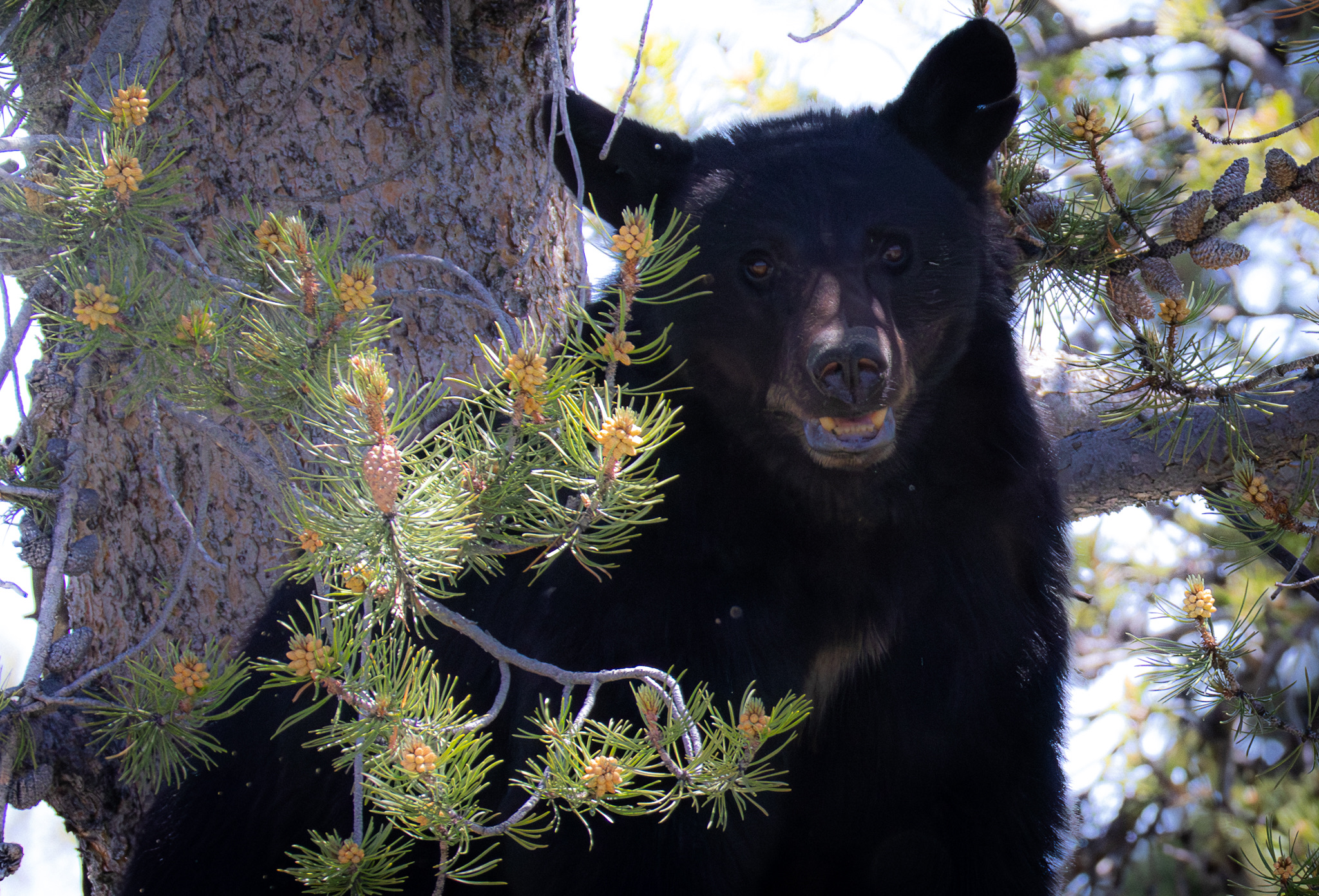 Black bear spotted in a tree near Lamar Valley