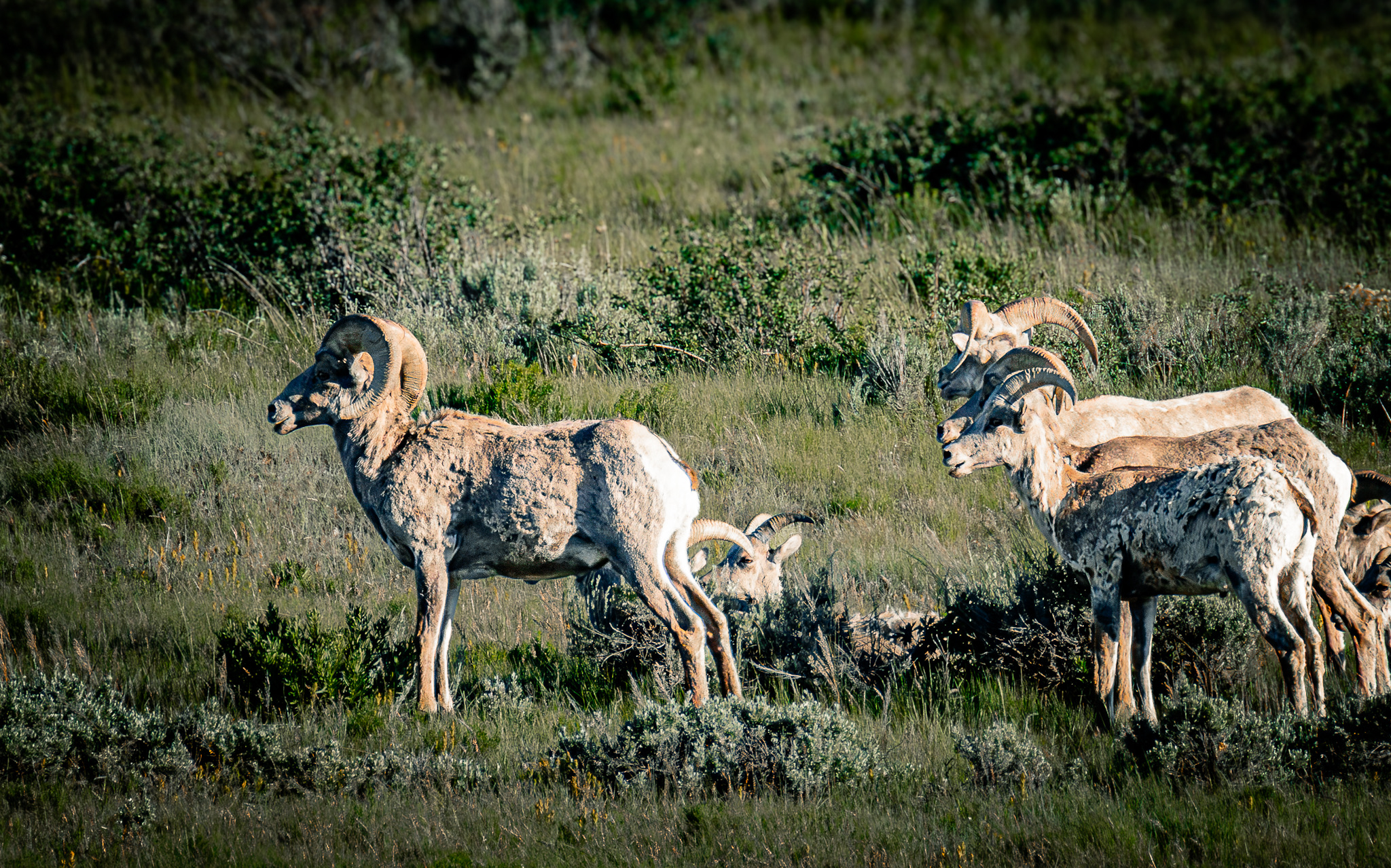 Bighorn sheep herd spotted near Miller Butte