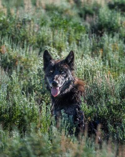 Wolf spotted in Lamar Valley