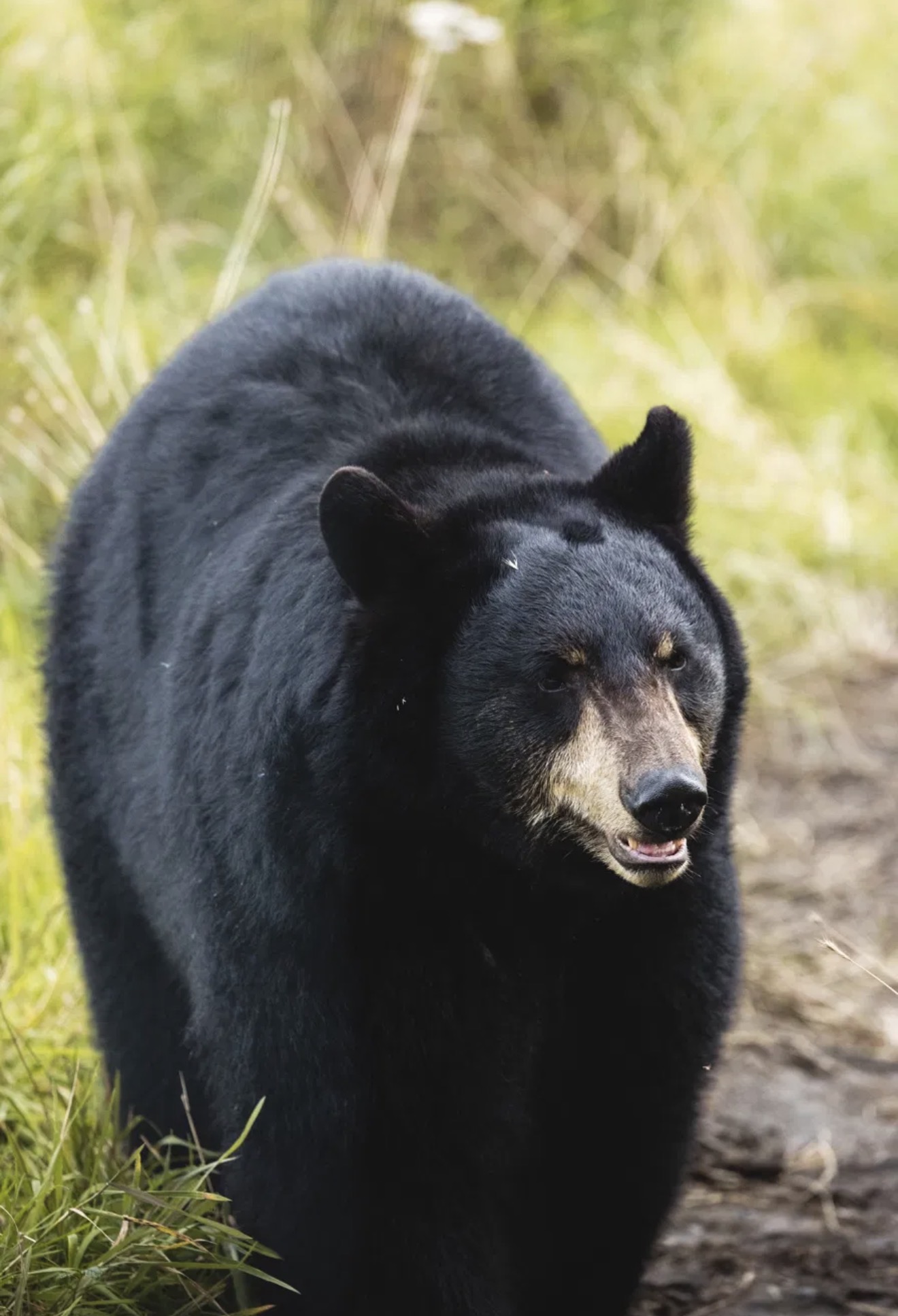 Black bear in the grass - bears are commonly spotted on the Cades Cove loop drive in the Smoky Mountains
