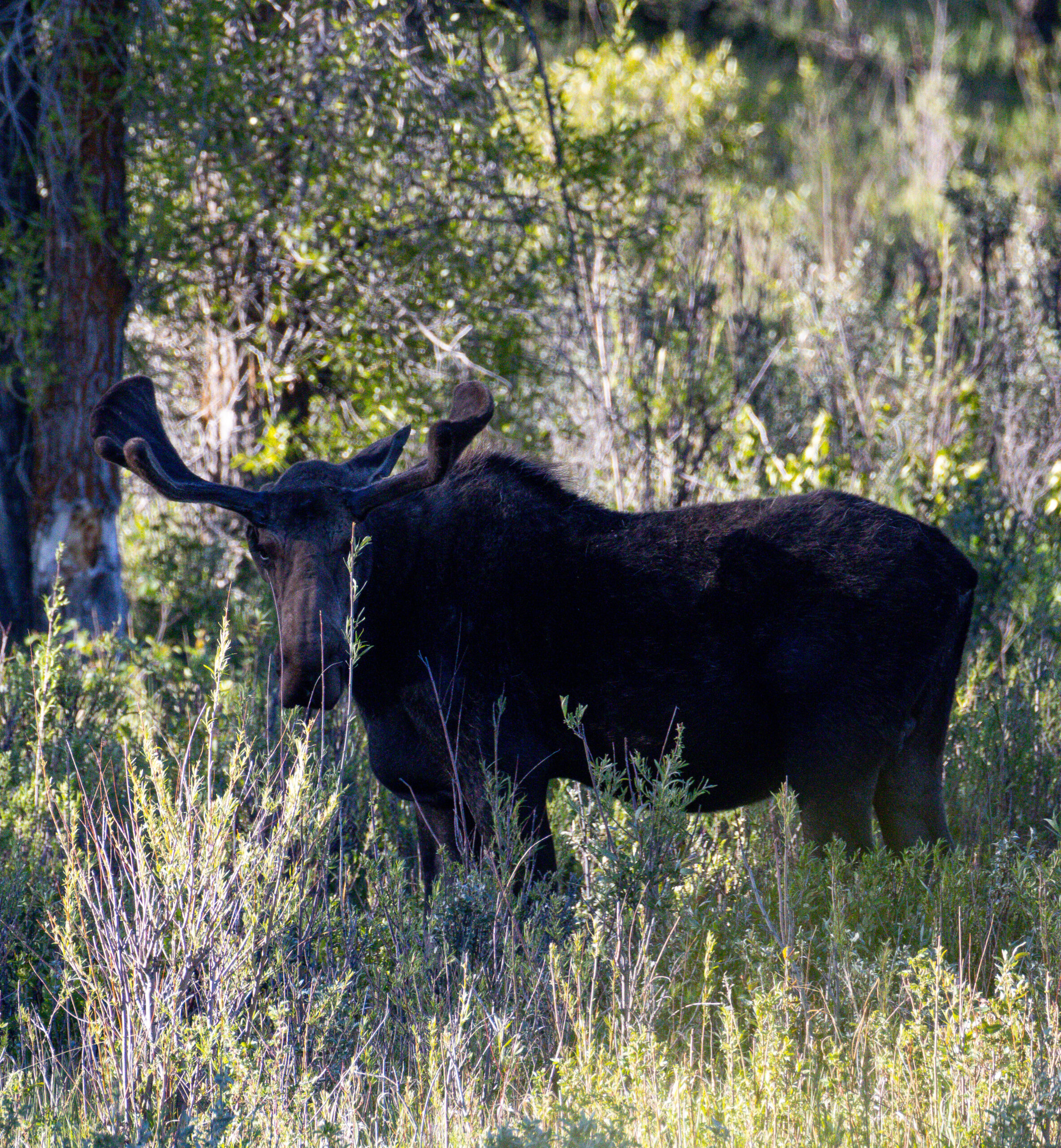 Moose spotted during our sunrise safari in the Gros Ventre area