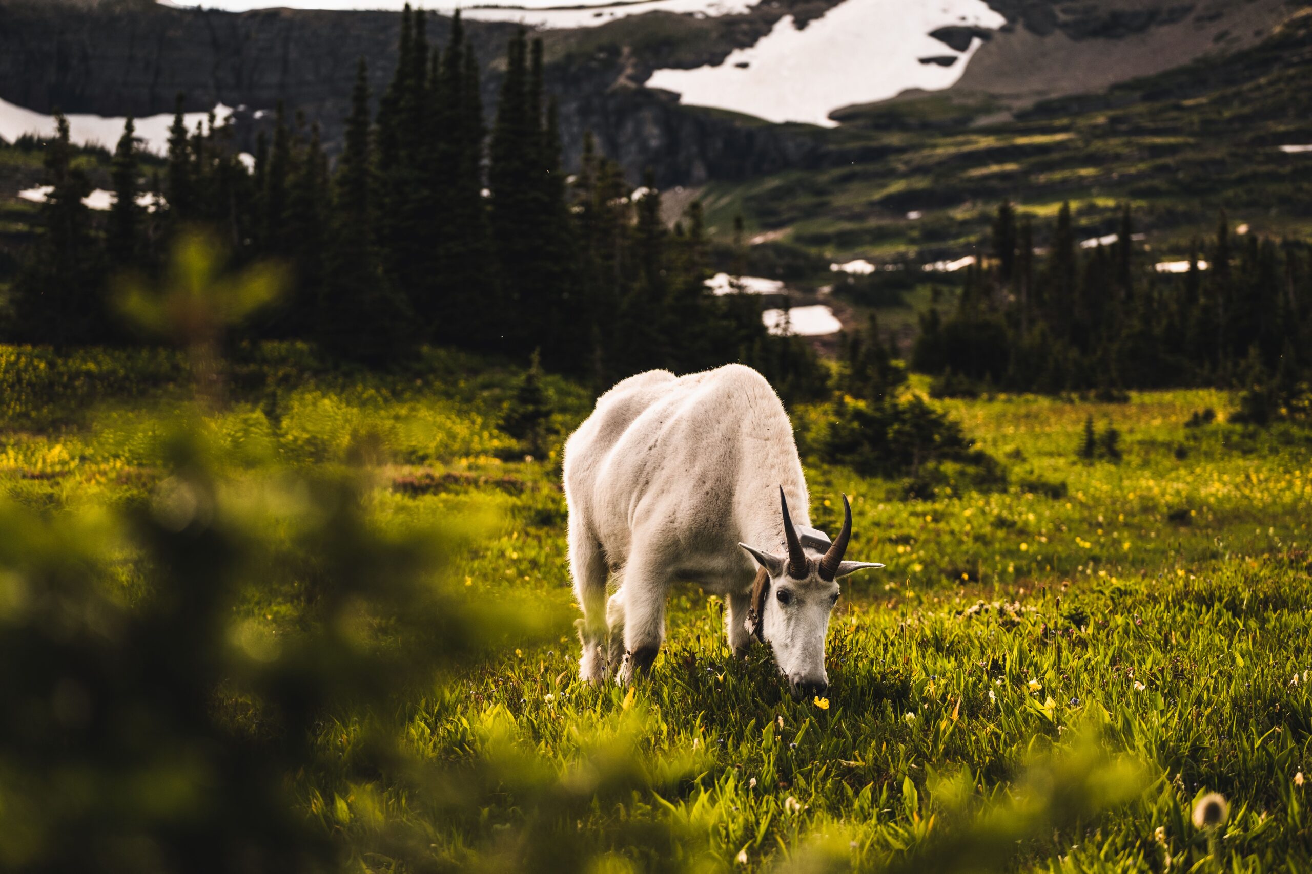Mountain goat in a wildflower meadow at Logan Pass