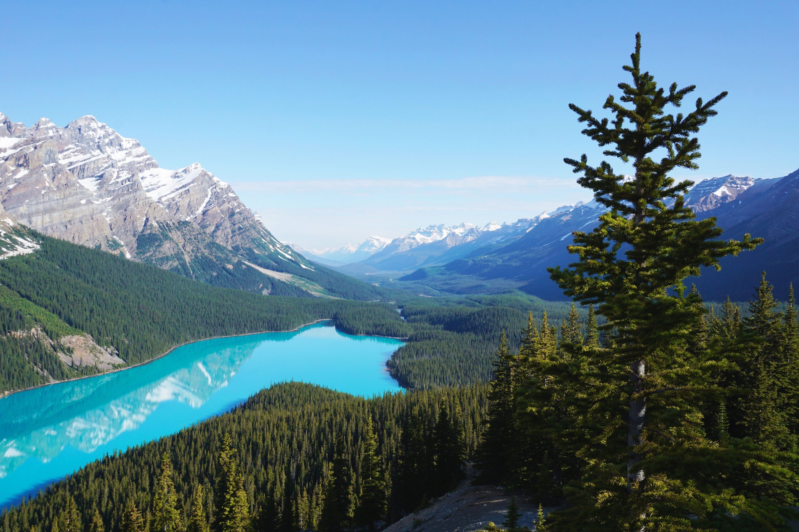 Peyto Lake viewpoint, iconic wolf-head-shaped turquoise lake