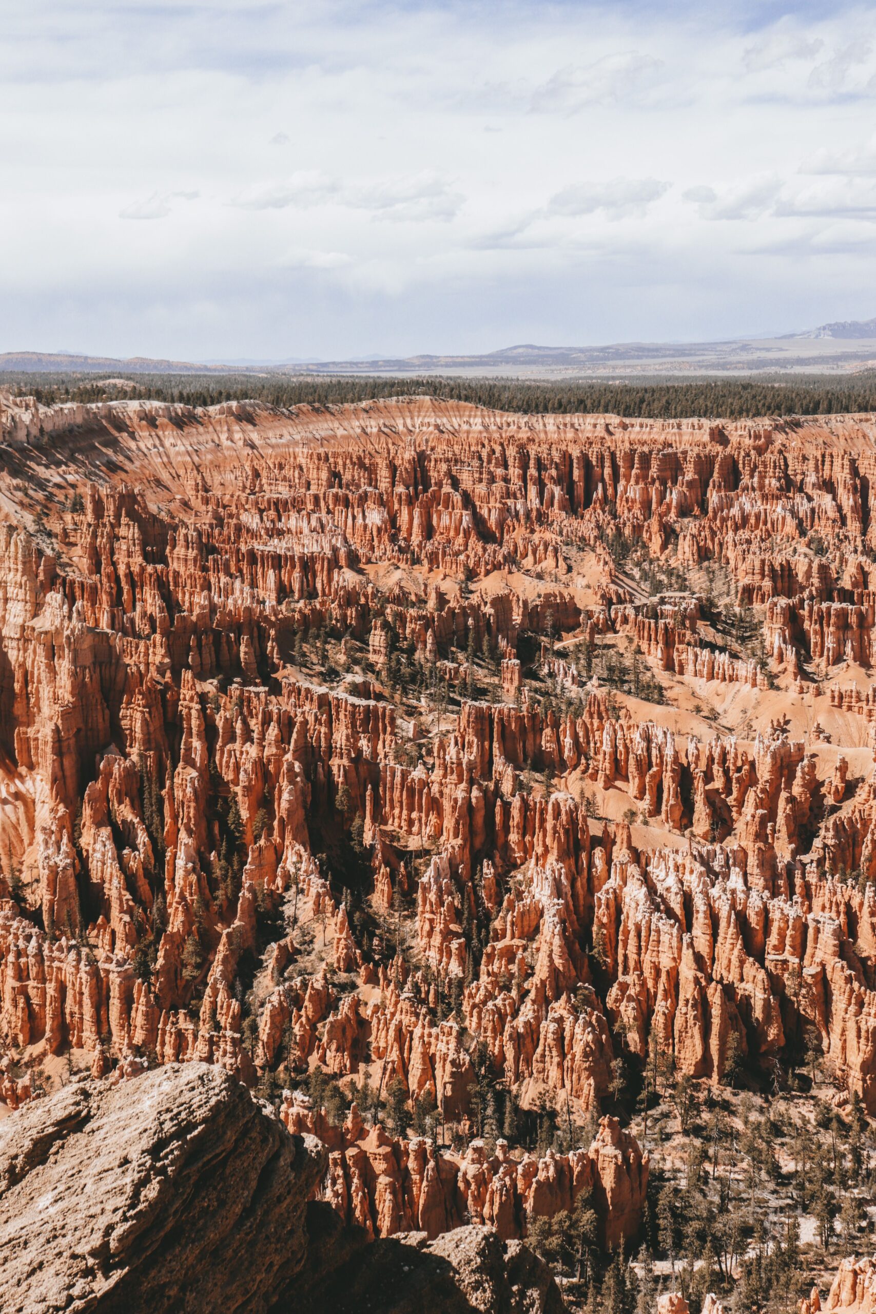 The dense hoodoo field of the Bryce Amphitheater seen from the rim