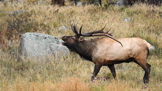 Elk in Moraine Park meadow, Rocky Mountain National Park